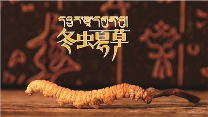 那曲新鮮冬蟲(chóng)夏草什么時(shí)候采挖？